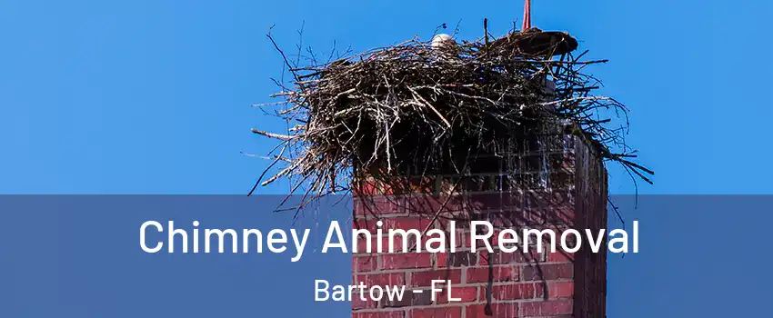  Chimney Animal Removal Bartow - FL